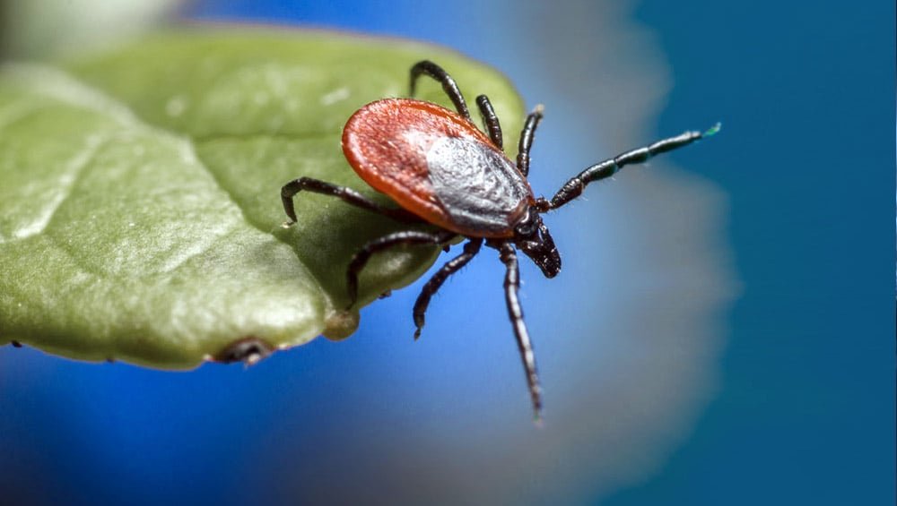 Carrapato-estrela (Amblyomma cajennense) em uma folha